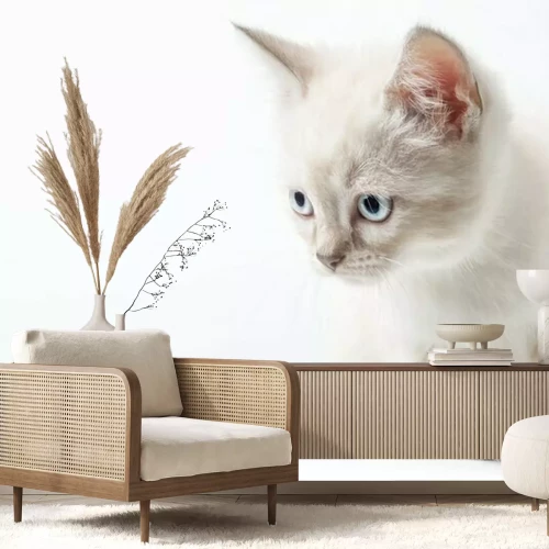 Fotobehang Witte kat met blauwe ogen