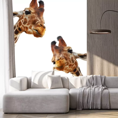 Sticker Paar van giraffen close-up portret geÃ¯soleerd op een witte achtergrond