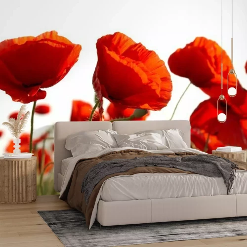 Sticker Veldbloemen in de vorm van klaprozen