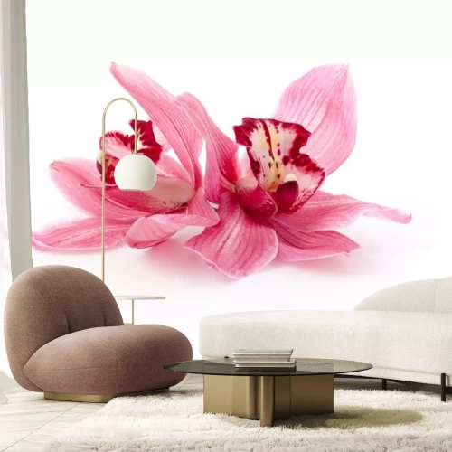 Sticker Twee zalmorchideeën