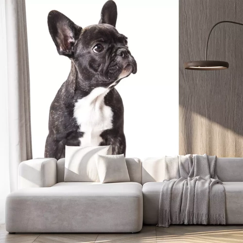 Sticker Zwarte bulldog op witte achtergrond