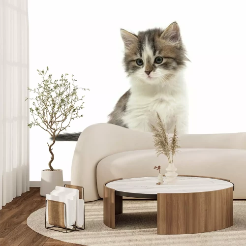 Sticker Veelkleurige kat met twee witte pootjes