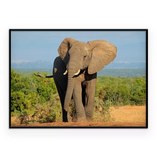 Poster Afrikaanse olifant en landschap