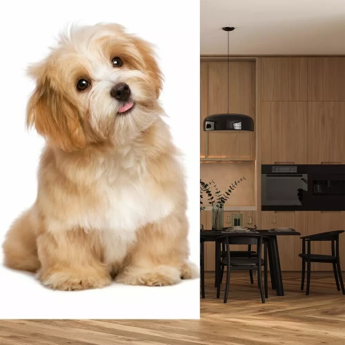 Sticker Een schattige hond op een witte achtergrond