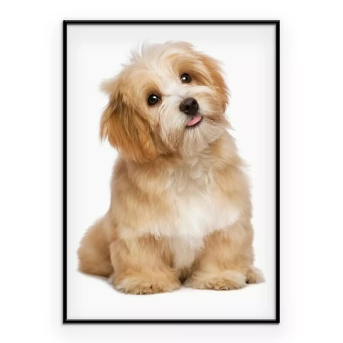 Poster Een schattige hond op een witte achtergrond