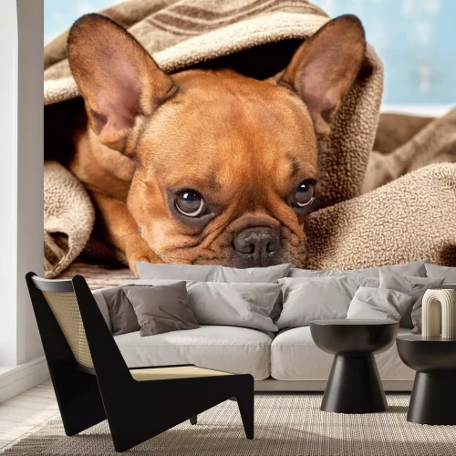 Sticker Buldog met Deken