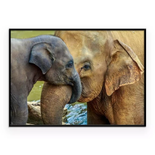 Poster Baby olifant met zijn moeder