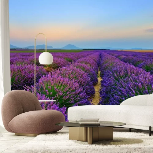 Fotobehang Lavendelveld na zonsondergang