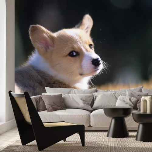 Sticker ウ ェ ル シ ュ · コ ー ギ ー · ペ ン ブ ロ ー ク