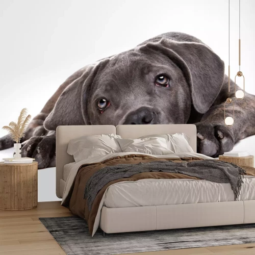 Sticker Liggende grijze hond