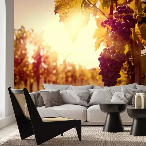 Fotobehang Wijngaard bij zonsondergang