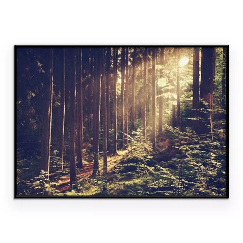 Poster Zonnestralen vallen tussen de bomen in het bos.