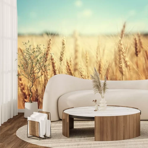 Fotobehang Gouden tarwevelden en een zonnige dag