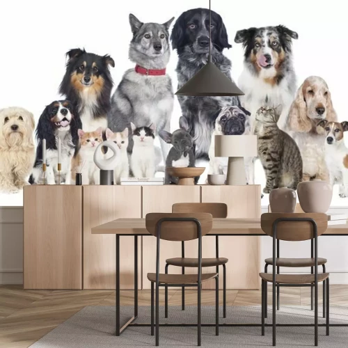 Fotobehang Een groep katten en honden van verschillende rassen.
