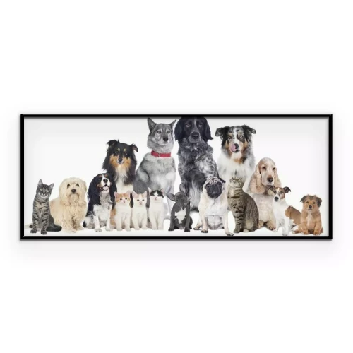 Poster Een groep katten en honden van verschillende rassen.