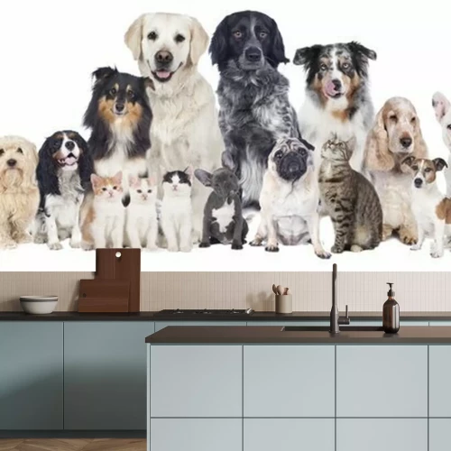 Fotobehang Honden en katten in verschillende kleuren