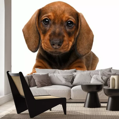 Sticker Teckel puppy