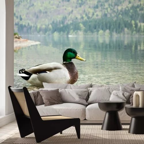 Fotobehang Eend zwemmend in het bergmeer