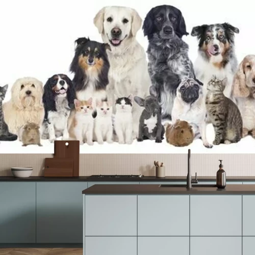 Fotobehang Honden en katten op witte achtergrond