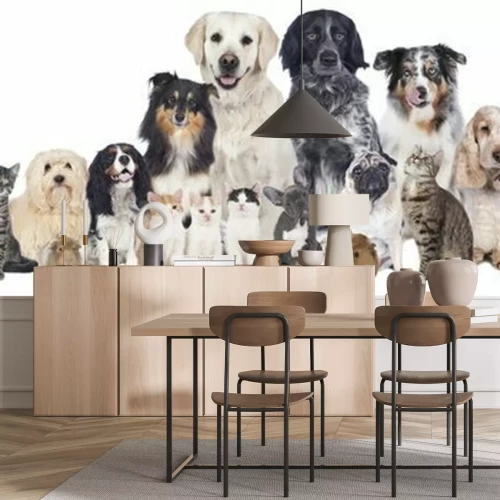 Sticker Honden en katten op witte achtergrond