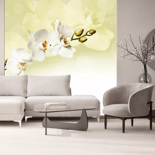 Fotobehang Prachtige witte orchidee