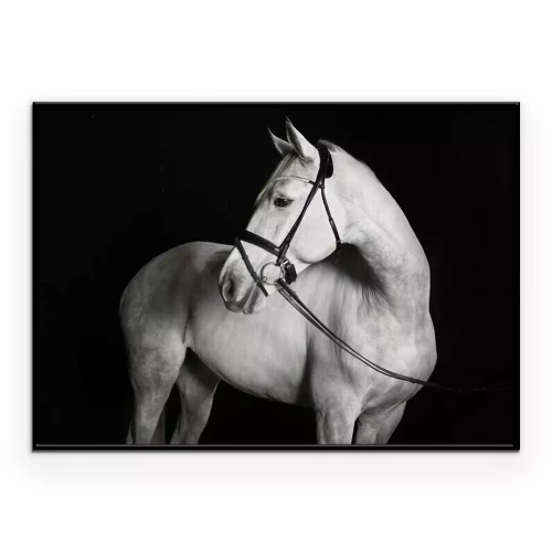 Poster Een paard in zwart-wit