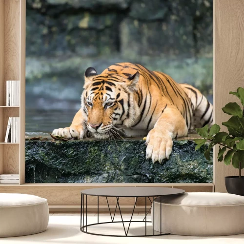 Fotobehang Tijger liggend op een natte rots