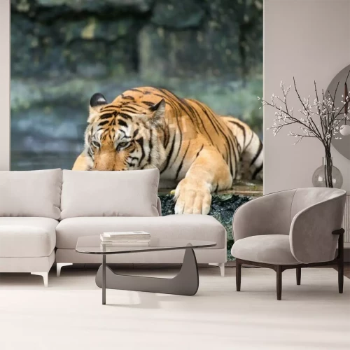 Fotobehang Tijger liggend op een natte rots