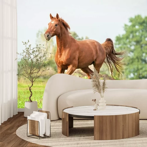 Fotobehang Een bruin paard galoppeert op een zomerdag.