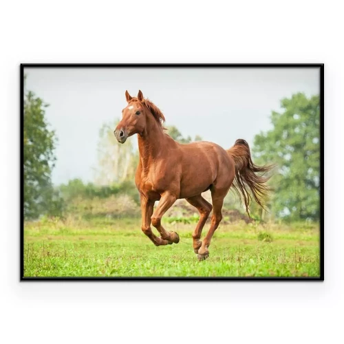 Poster Een bruin paard galoppeert op een zomerdag.