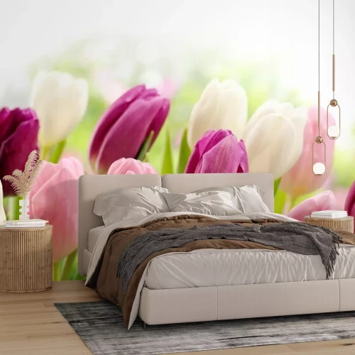 Fotobehang Tulpenkoppen in verschillende kleuren