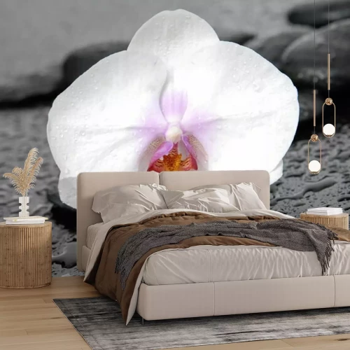 Fotobehang Witte orchidee op stenen