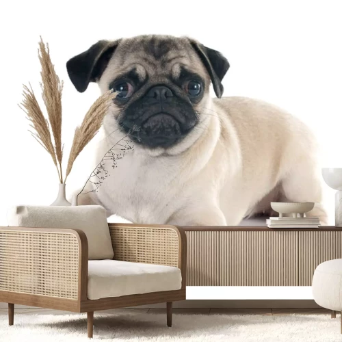 Sticker Mopshond op een witte achtergrond