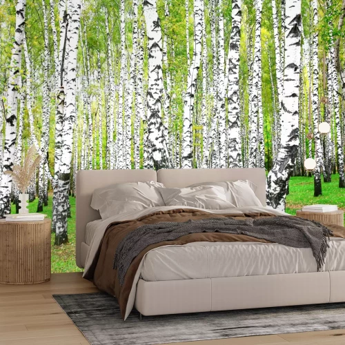 Fotobehang Berkenbosje in september