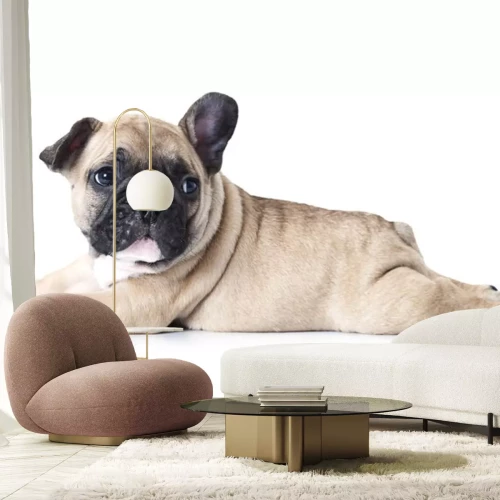 Sticker Franse bulldog puppy liggend op een witte achtergrond