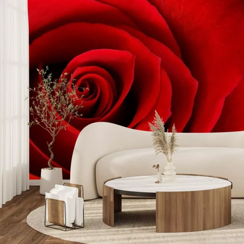 Sticker Rode roos in macrofotografie