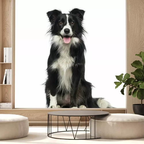 Sticker Border Collie (2 jaar oud)