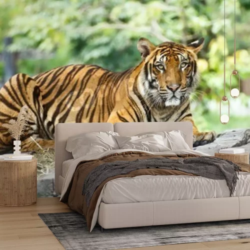 Fotobehang Tijger op de achtergrond van een dierentuin