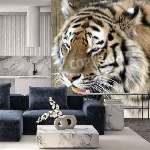 Fotobehang Tijger met spleetogen ogen