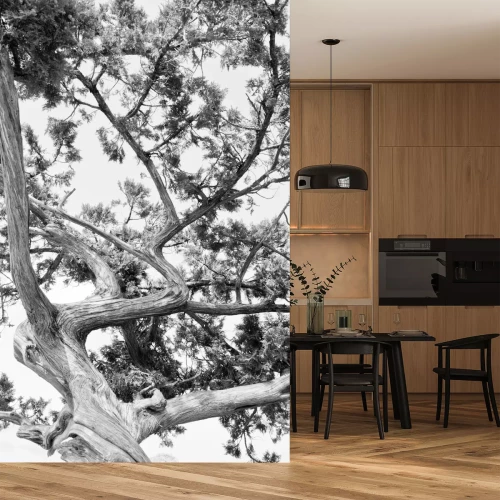 Fotobehang Weelderige boomkroon