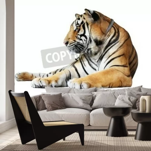 Fotobehang Oranje tijger op witte achtergrond