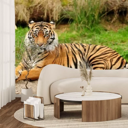 Fotobehang Tijger liggend op de rots