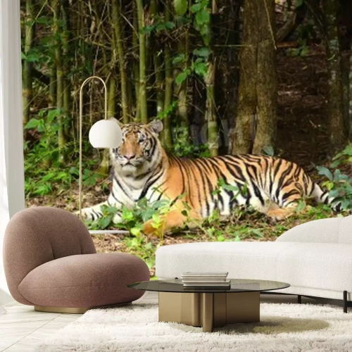 Fotobehang Tijger liggend tussen bamboe