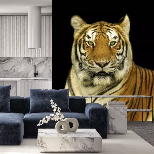 Fotobehang Bengaalse tijger op zwarte achtergrond