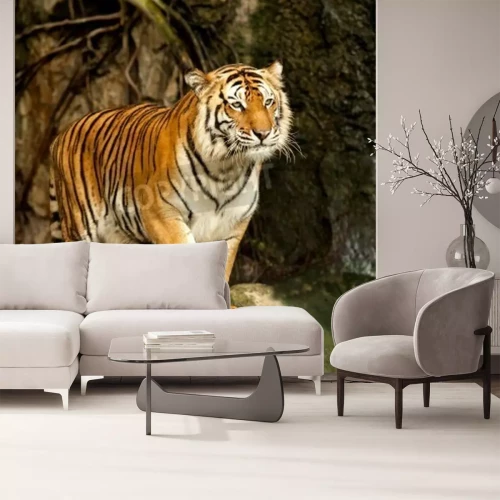 Fotobehang Tijger in beweging in een omheind gebied