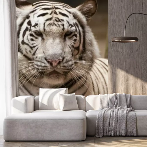 Fotobehang Witte tijger in een dierentuin