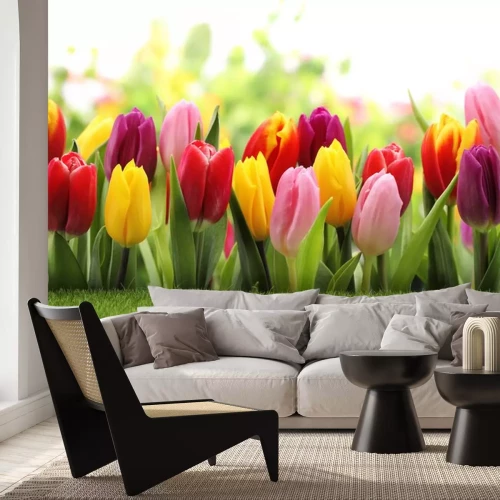 Sticker Roze tulpen naast gele en rode