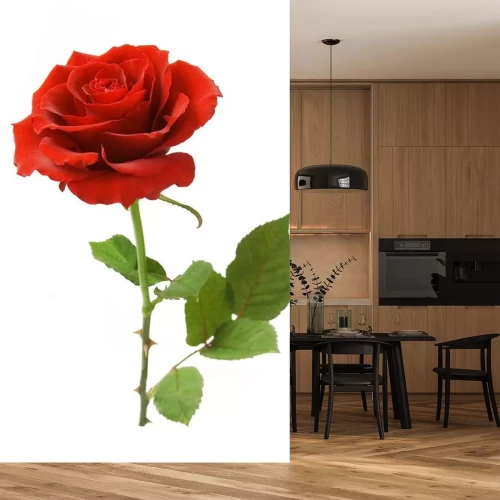 Sticker Enkele roos op een witte achtergrond