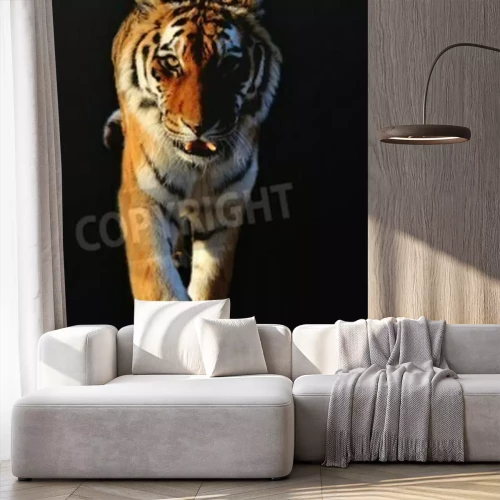 Fotobehang Tijger in beweging op zwarte achtergrond