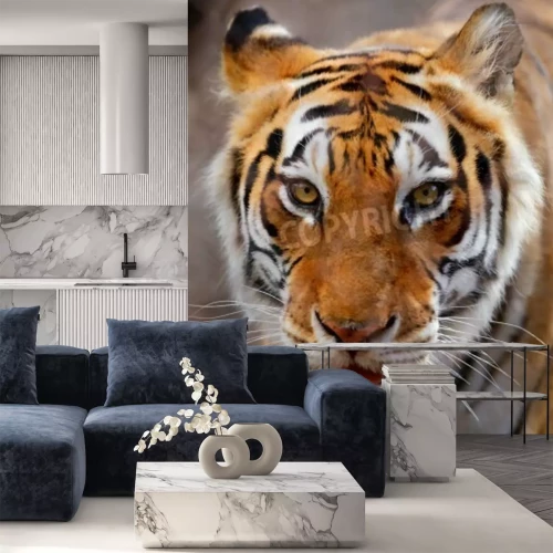 Fotobehang Tijger met witte snorharen